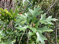 Quercus pallistra (10) - afbeelding 4 van  4