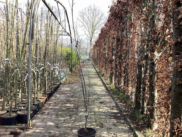 Quercus pallistra (10) - afbeelding 1 van  4