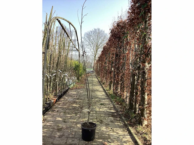 Quercus pallistra (10) - afbeelding 2 van  4