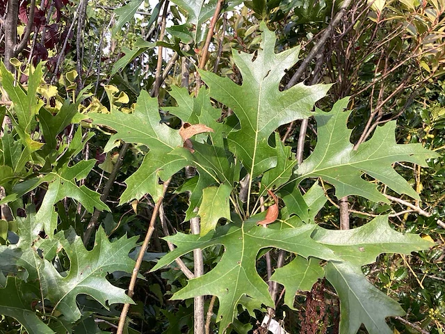 Quercus pallistra (10) - afbeelding 3 van  4