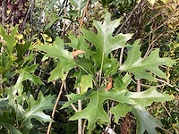 Quercus pallistra (10) - afbeelding 3 van  4