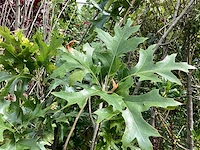 Quercus pallistra (10) - afbeelding 4 van  4