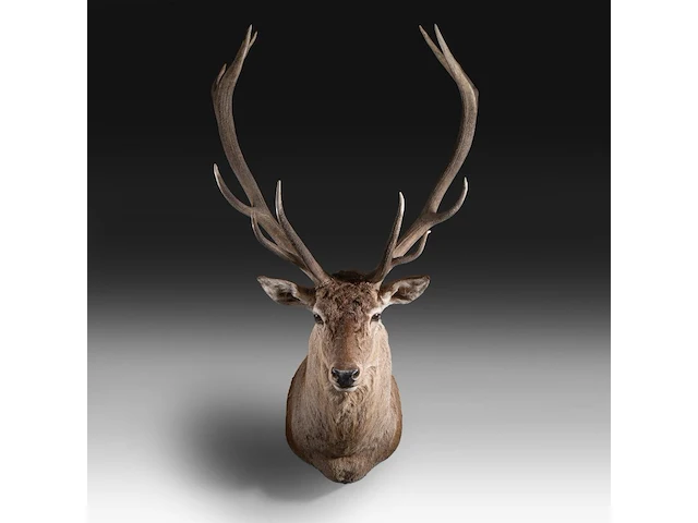 Red deer (cervus elaphus) shoulder mount, taxidermy trophy, h 165 cm - afbeelding 1 van  5