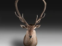 Red deer (cervus elaphus) shoulder mount, taxidermy trophy, h 165 cm