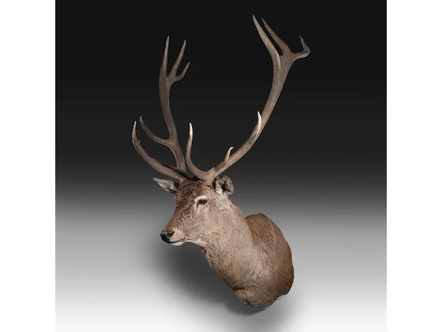 Red deer (cervus elaphus) shoulder mount, taxidermy trophy, h 165 cm - afbeelding 2 van  5