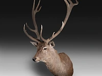 Red deer (cervus elaphus) shoulder mount, taxidermy trophy, h 165 cm - afbeelding 2 van  5