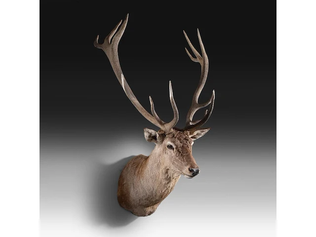 Red deer (cervus elaphus) shoulder mount, taxidermy trophy, h 165 cm - afbeelding 3 van  5