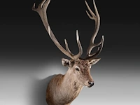 Red deer (cervus elaphus) shoulder mount, taxidermy trophy, h 165 cm - afbeelding 3 van  5
