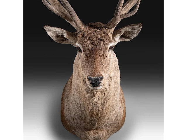 Red deer (cervus elaphus) shoulder mount, taxidermy trophy, h 165 cm - afbeelding 4 van  5