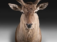 Red deer (cervus elaphus) shoulder mount, taxidermy trophy, h 165 cm - afbeelding 4 van  5
