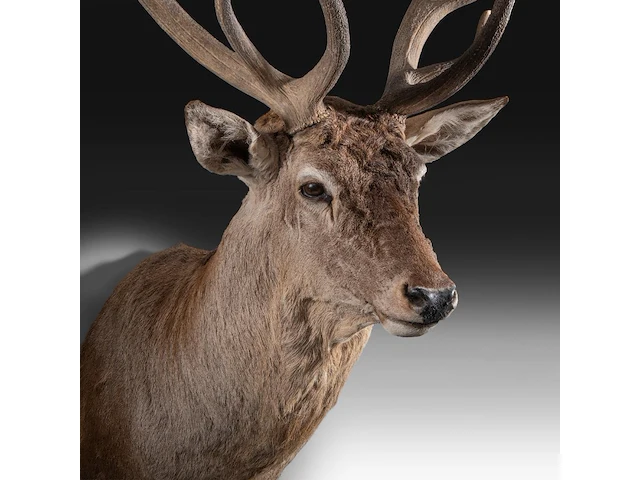 Red deer (cervus elaphus) shoulder mount, taxidermy trophy, h 165 cm - afbeelding 5 van  5