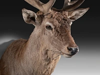 Red deer (cervus elaphus) shoulder mount, taxidermy trophy, h 165 cm - afbeelding 5 van  5