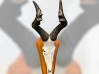 Red hartebeest - schedel met hoorns - zuid-afrika - afbeelding 1 van  4