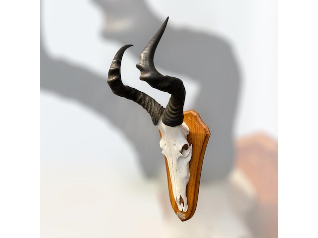 Red hartebeest - schedel met hoorns - zuid-afrika - afbeelding 2 van  4