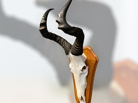 Red hartebeest - schedel met hoorns - zuid-afrika - afbeelding 2 van  4