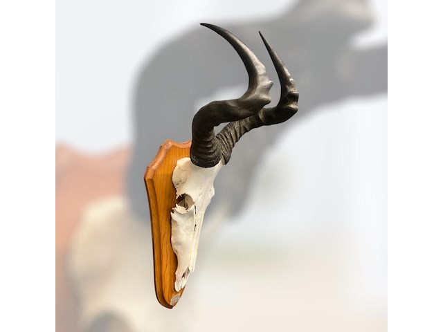 Red hartebeest - schedel met hoorns - zuid-afrika - afbeelding 3 van  4