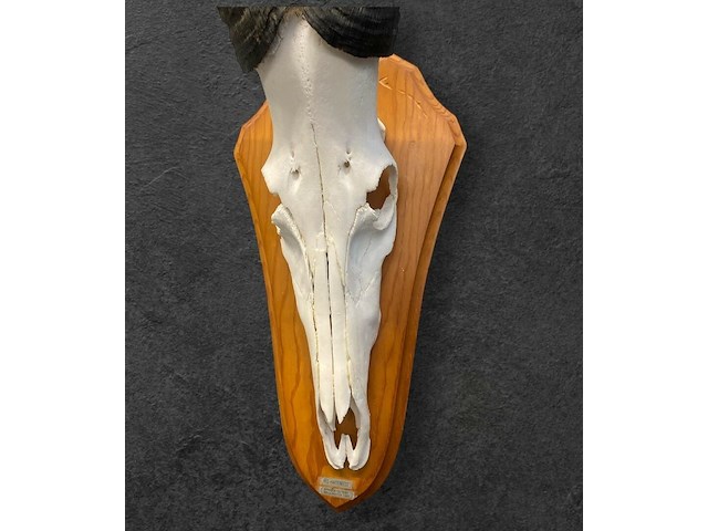 Red hartebeest - schedel met hoorns - zuid-afrika - afbeelding 4 van  4