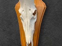 Red hartebeest - schedel met hoorns - zuid-afrika - afbeelding 4 van  4