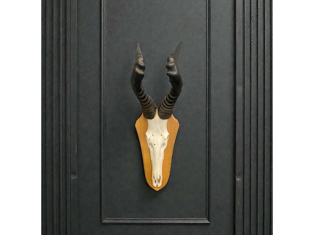 Red hartebeest - schedel met hoorns - zuid-afrika - afbeelding 1 van  5