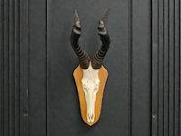 Red hartebeest - schedel met hoorns - zuid-afrika - afbeelding 1 van  5