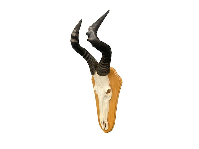 Red hartebeest - schedel met hoorns - zuid-afrika - afbeelding 2 van  5