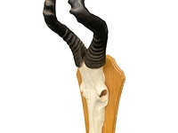 Red hartebeest - schedel met hoorns - zuid-afrika - afbeelding 2 van  5