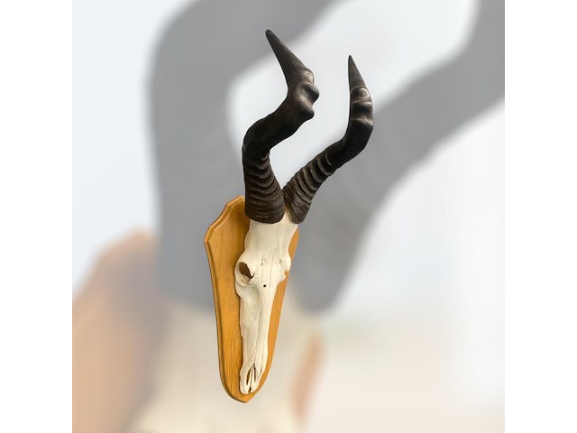 Red hartebeest - schedel met hoorns - zuid-afrika - afbeelding 3 van  5