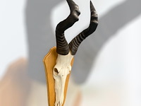 Red hartebeest - schedel met hoorns - zuid-afrika - afbeelding 3 van  5