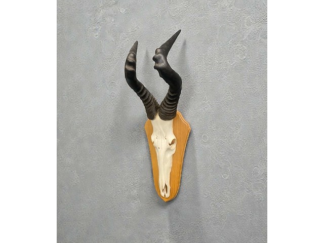 Red hartebeest - schedel met hoorns - zuid-afrika - afbeelding 5 van  5