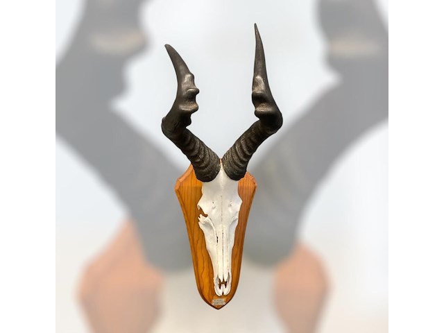 Red hartebeest - schedel met hoorns - zuid-afrika - afbeelding 1 van  4