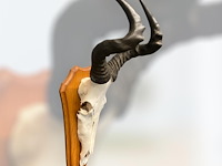 Red hartebeest - schedel met hoorns - zuid-afrika - afbeelding 3 van  4