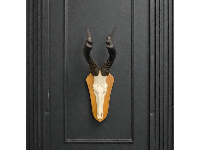 Red hartebeest - schedel met hoorns - zuid-afrika - afbeelding 1 van  5