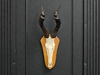 Red hartebeest - schedel met hoorns - zuid-afrika - afbeelding 1 van  5