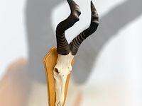 Red hartebeest - schedel met hoorns - zuid-afrika - afbeelding 3 van  5