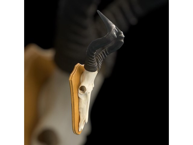 Red hartebeest - schedel met hoorns - zuid-afrika - afbeelding 4 van  5