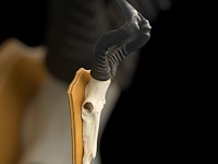 Red hartebeest - schedel met hoorns - zuid-afrika - afbeelding 4 van  5