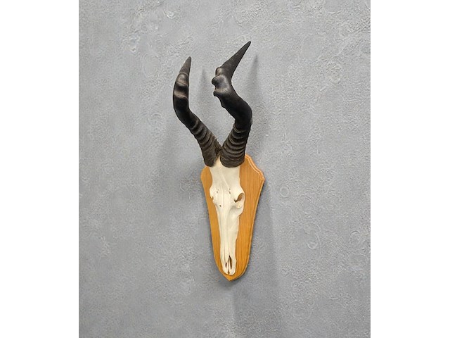 Red hartebeest - schedel met hoorns - zuid-afrika - afbeelding 5 van  5