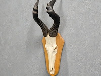 Red hartebeest - schedel met hoorns - zuid-afrika - afbeelding 5 van  5
