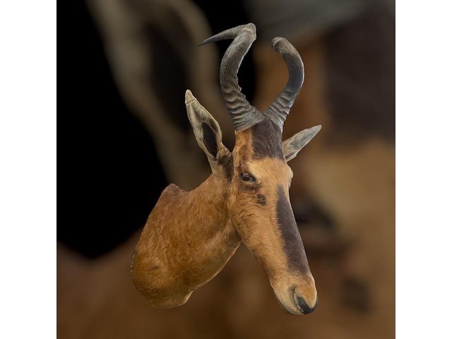 Red hartebeest - zuid-afrika - afbeelding 1 van  8