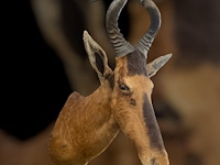 Red hartebeest - zuid-afrika - afbeelding 1 van  8
