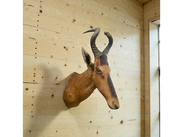 Red hartebeest - zuid-afrika - afbeelding 2 van  8