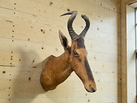 Red hartebeest - zuid-afrika - afbeelding 2 van  8