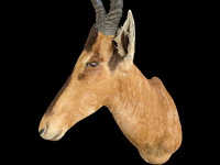 Red hartebeest - zuid-afrika - afbeelding 3 van  8