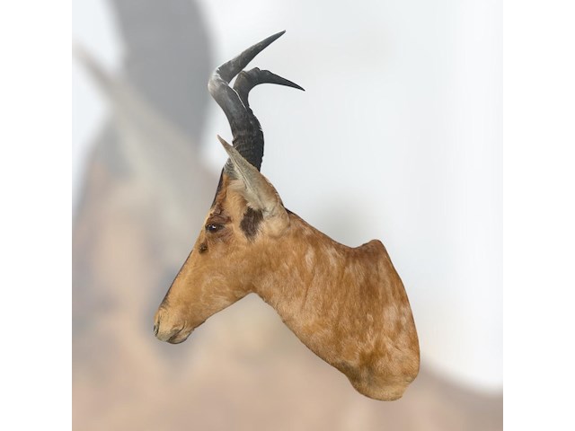 Red hartebeest - zuid-afrika - afbeelding 4 van  8
