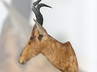 Red hartebeest - zuid-afrika - afbeelding 4 van  8