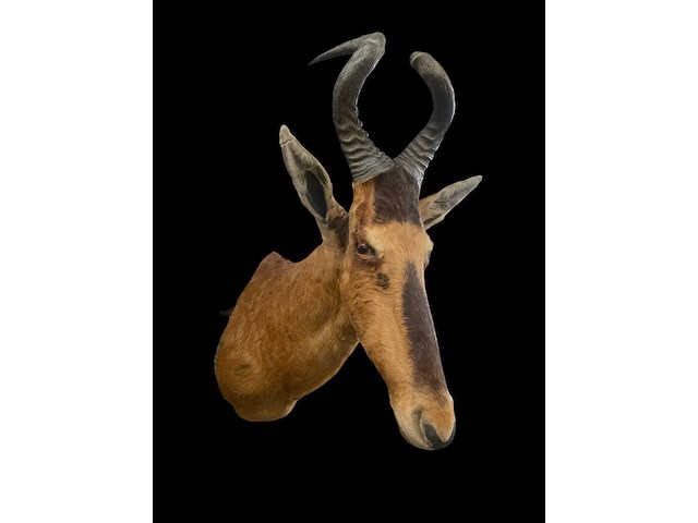 Red hartebeest - zuid-afrika - afbeelding 5 van  8