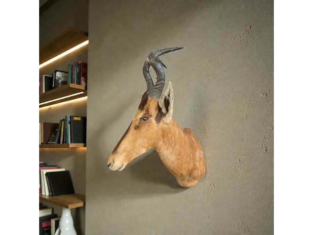 Red hartebeest - zuid-afrika - afbeelding 7 van  8