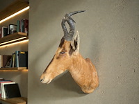 Red hartebeest - zuid-afrika - afbeelding 7 van  8