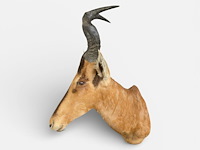 Red hartebeest - zuid-afrika - afbeelding 8 van  8