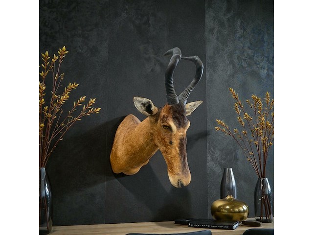 Red hartebeest - zuid-afrika - afbeelding 1 van  8